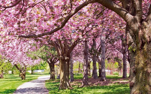 Icon Cancer Centre in Epworth Freemasons Hospital