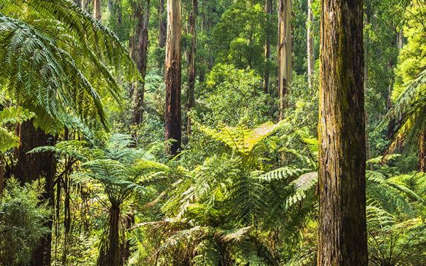 Icon Cancer Centre in Mulgrave